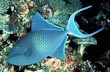 Niger Trigger Fish